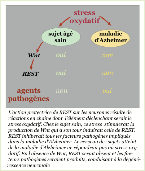 une nouvelle protéine contre la maladie d’Alzheimer